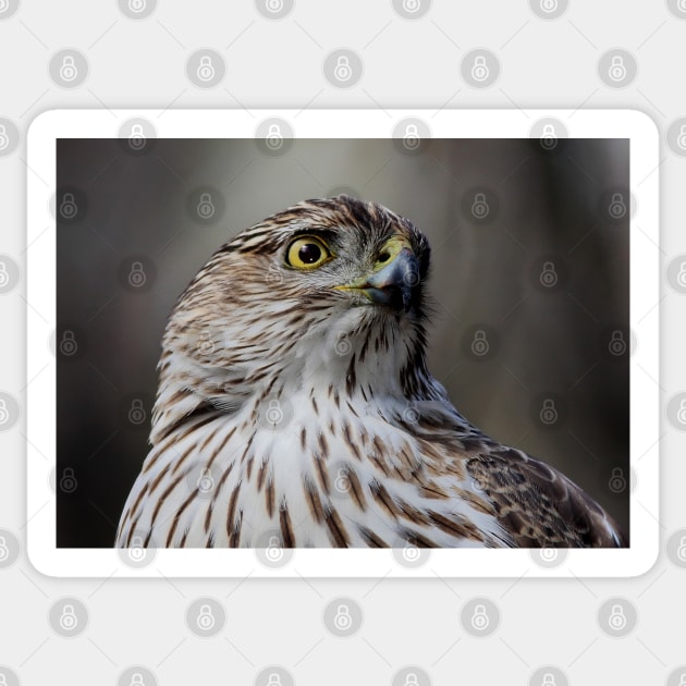 Coopers Hawk Sticker by Jim Cumming